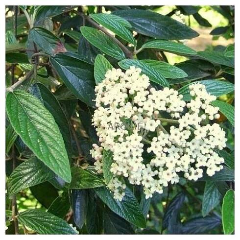 Kalina pražská ´Pragense´ - Viburnum ´Pragense´- 4 l  Okrasné keře