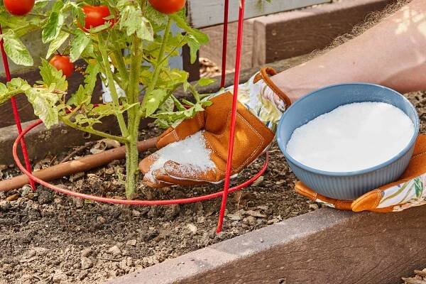Should You Use Epsom Salt for Tomatoes? 2 Ways It Can Improve Your Garden
