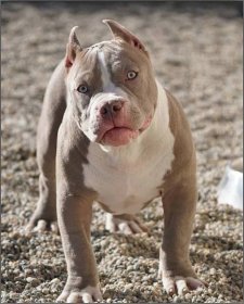 Puppies and adult for sale – American-Bully.ro – Bully Romania big dogs caini