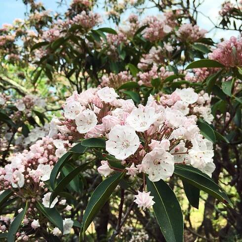 Lindsey Taylor Shares Tips on How to Cultivate a More Sustainable Landscape