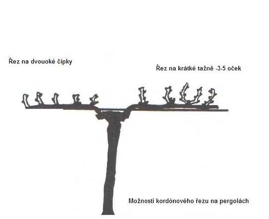 Kordónový způsob tvrování révy