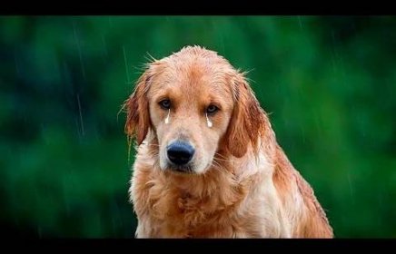 Пес сидел под дождем и плакал, ему некуда было идти. Дальше произошло ужасное!