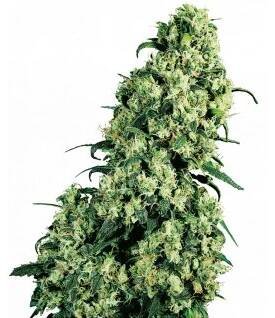 Sensi Seeds Skunk #1 feminizovaná
