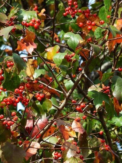 Washington Hawthorn Crataegus phaenopyrum