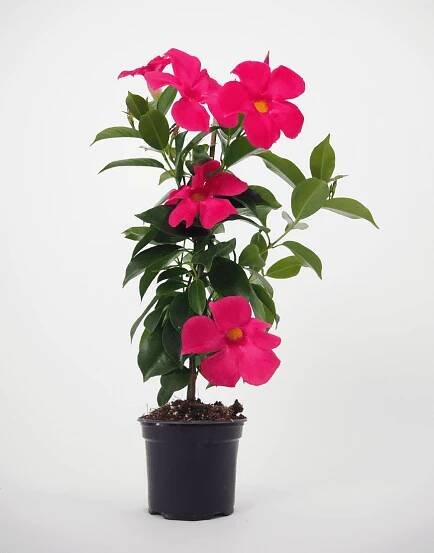 Sundaville® Fashion Pink