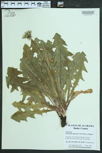 Taraxacum officinale - Species Page - APA: Alabama Plant Atlas 