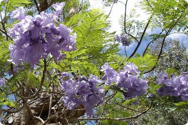 suelo jacaranda