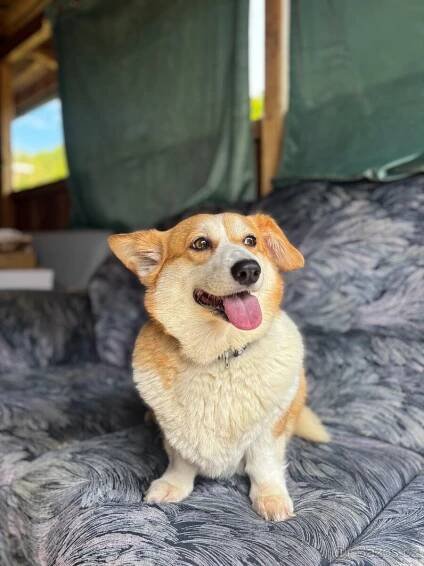 Corgi - Frýdek - Místek