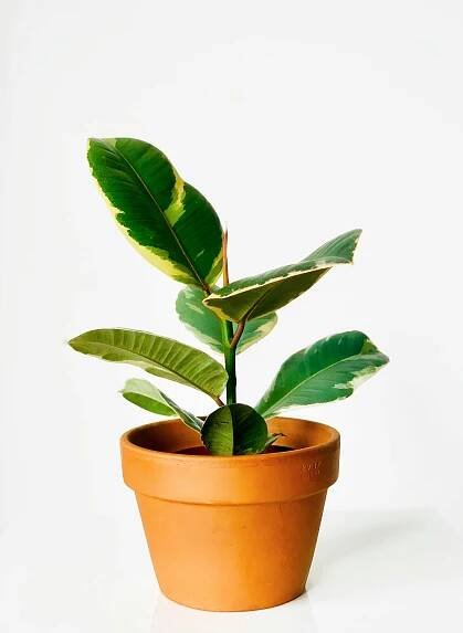 Základová fotografie na téma botanický, dekorativní hrnec, design interiéru, domácí výzdoba, filodendron, filodendron hederaceum