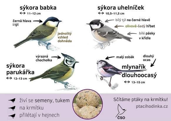 Určování ptáků - Ptačí hodinka