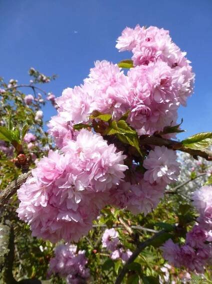 Sakura ozdobná - Prunus serrulata Kiku-Shidare, květy, květenství