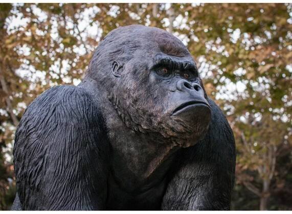 Mountain gorilla