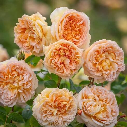 Bathsheba® | David austin climbing roses, David austin roses, Climbing roses