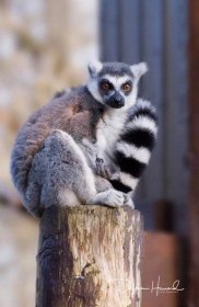 Ring-Tailed Lemur - Declan Howard Photography