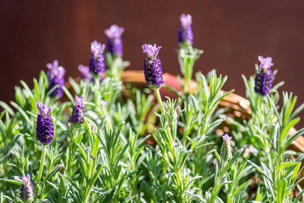 The Easiest Way To Ruin Lavender Plants Without Realizing It