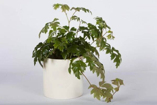 cissus