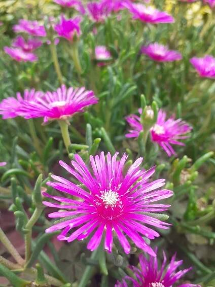 Bezplatný obrázok: Koncová ľadová rastlina (Lampranthus spectabilis) s jasne ružovkastými kvetmi