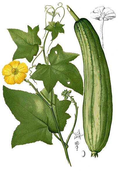 Soubor:Luffa aegyptiaca Blanco2.334-cropped.jpg – Wikipedie
