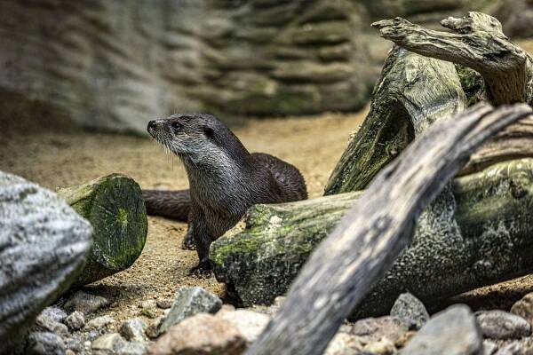 Zoo Hluboká nad Vltavou - Jakub Kováč (fotograf)