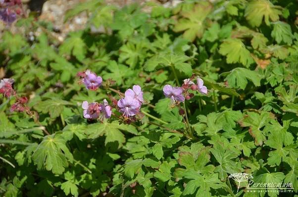 Geranium macrorrhizum 'Ingwersen's Variety' | Perenniculum