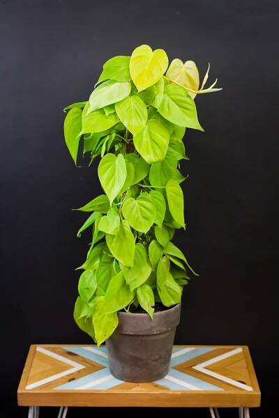 Philodendron ‘Lemon Lime' (XXL - na tyči)