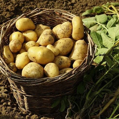 How to harvest potatoes – to make the most of your crop