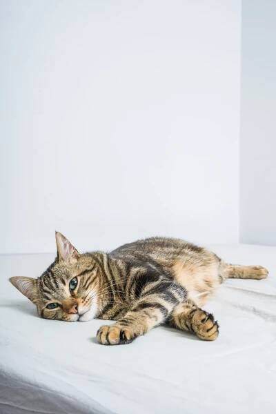 Top Cat Names of 2020