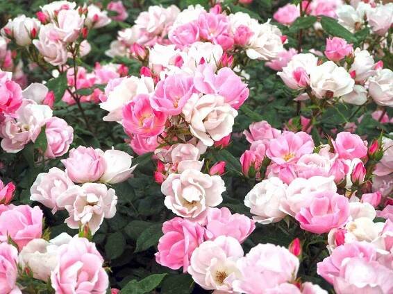 What to Know About Transplanting Roses