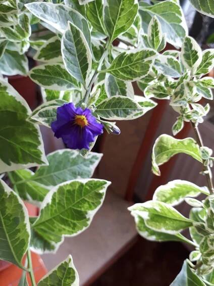 Pokojovky: Hořcový stromek panašovaný - Lycianthes rantonnetii, syn. Solanum rantonnetii.