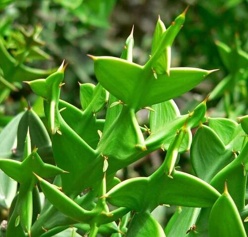 Soubor:Colletia cruciata 8.jpg – Wikipedie