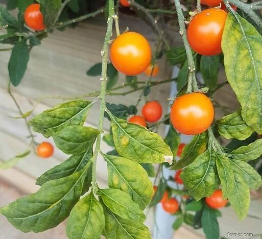 Lilek višňový (Solanum pseudocapsicum)