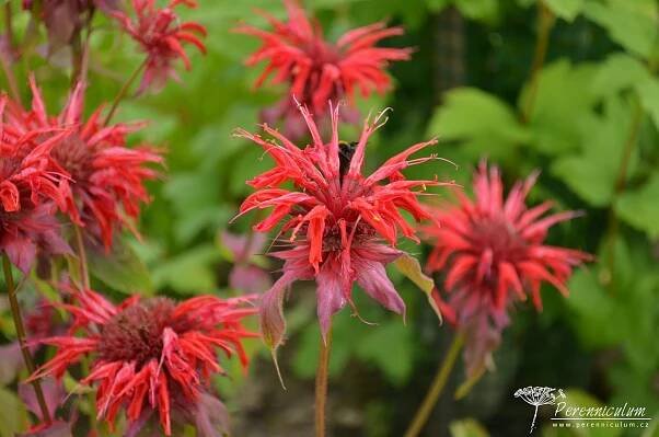 Monarda 'Cambridge Scarlet' | Perenniculum