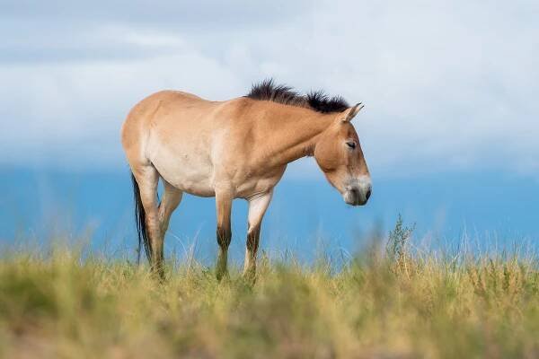 Category:Dun horses - Wikimedia Commons