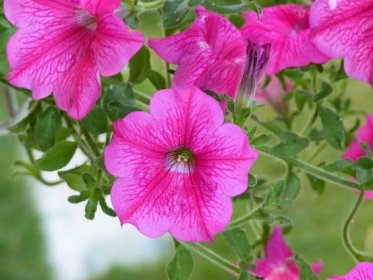 Truhlíky a květináče pro váš rozkvetlý balkon nebo terasu