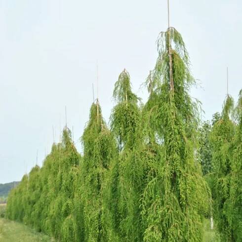 Taxodium distichum 'Cascade Falls' – tisovec dvouřadý 'Cascade Falls'