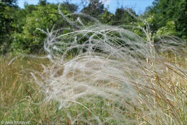Stipa pennata – kavyl Ivanův