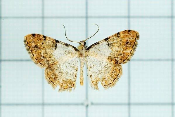 Myrioblephara