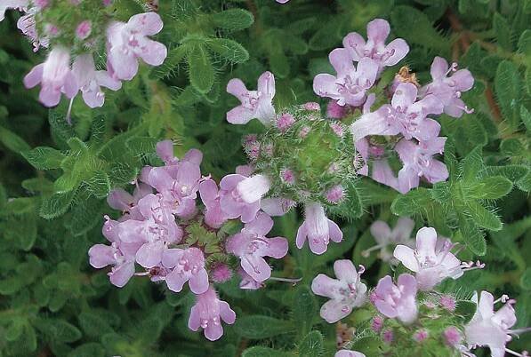 Thymus Pink Chintz