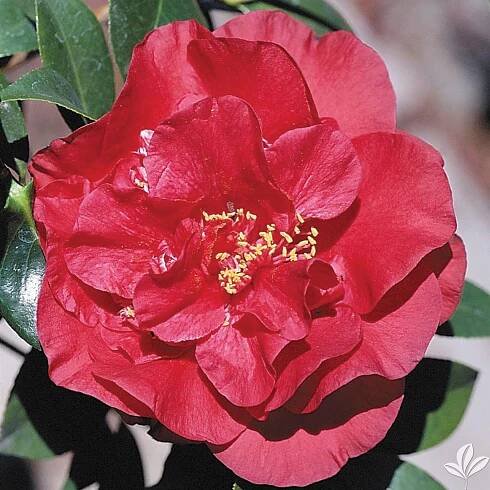 PICTURES - Cam Too Camellia Nursery
