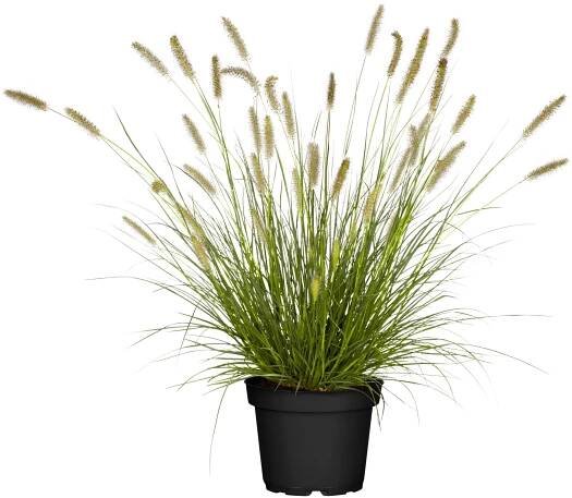 Dochan psárkovitý "Hameln" průměr květináče cca 17 cm Pennisetum
