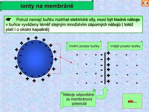 PPT - 5. Klidový potenciál PowerPoint Presentation, free download - ID:5126842
