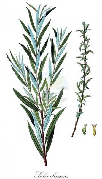 Salix eleagnos - Salicaceae,Plantae,Pteridobiotina,Angiosperms,Malpighiales,Salicaceae,Salix,Salix eleagnos,Salix angustifolia, Salix eleagnos subsp. angustifolia, Salix incana, Salix incana var. angustifolia, Salix lavandulifolia, Salix linearis, Salix oleifolia, Salix otites, Salix patula, Salix riparia,Lavendel-Weide;Schmalblättrige Weide;olive willow;hoary willow;lavender willow;rosemary willow;elaeagnus willow;Saule drapé;saule à feuilles cotonneuses;saule à feuilles de lavande;saule cotonneux;saule des torrents;salciña;sarga;sarga común;sargatilla;sauce drapeado;verga;Salice ripaiolo;salice ripajuolo;salice di ripa;salice argentato;salice ripaiuolo;grijze wilg;ива лохолистная;iğde söğüdü;shelg;sarga;sivkasta vrba;lavendelvide;flod-pil;wierzba siwa;siva vrba;parti fűz;vrba šedá;vŕba sivá;верба сива;тяснолистна върба;сива врба;ιτιά ελαίαγνος;τιά ελαίαγνος