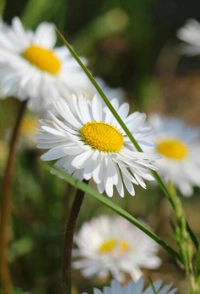 Free Fresh close-up of white daisies with yellow centers in natural sunlight, showcasing vibrant petals and nature's beauty. Stock Photo