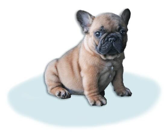 French Bulldog Puppies