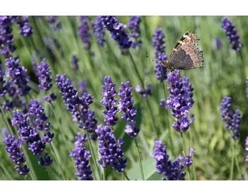 levandule-online.cz Lavandula angustifolia Beate - Levandule úzkolistá