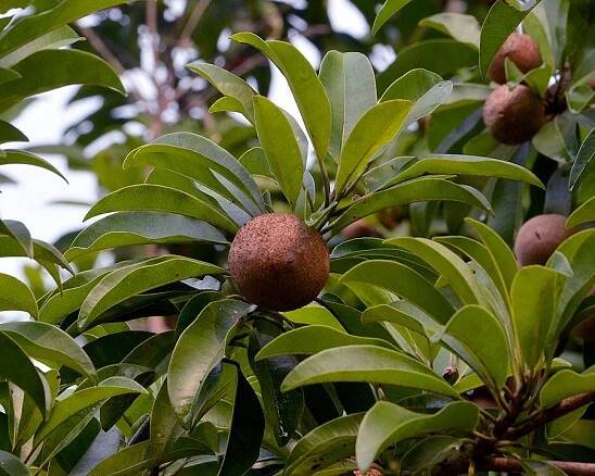 zapota obecná / manilkara zapota