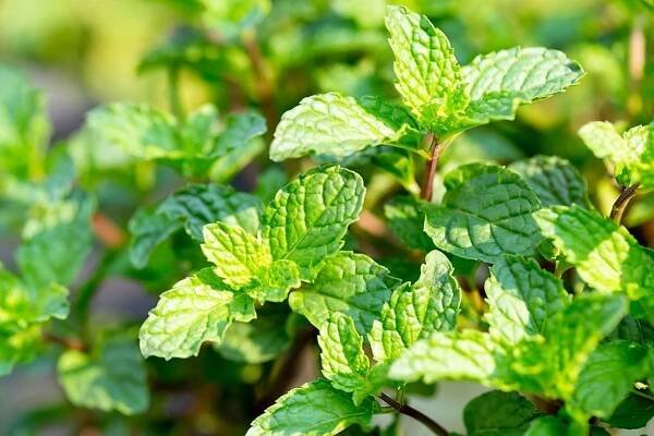 Jak zklidnit rozbouřený žlučník: Máta peprná (Mentha piperita) může velmi efektivně ulevit při žlučníkových bolestech způsobených těžkým jídlem