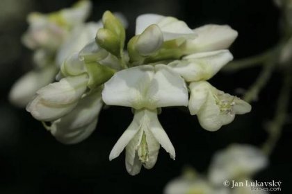 Jerlín japonský (Styphnolobium japonicum), květy, květenství