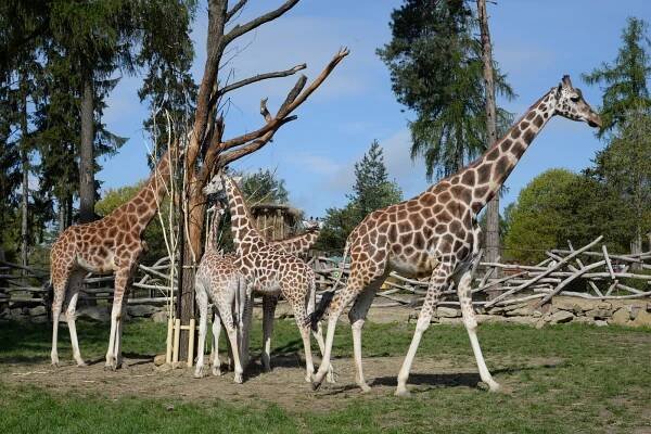 Žirafa Rothschildova | Zoo Olomouc - Svatý Kopeček
