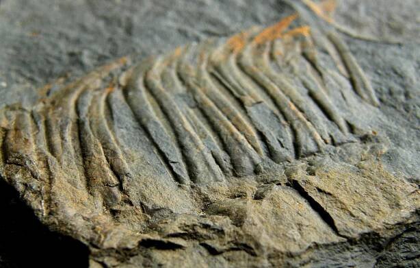 Trilobit Hydrocephalus carens - Skryje - část velkého jedince
